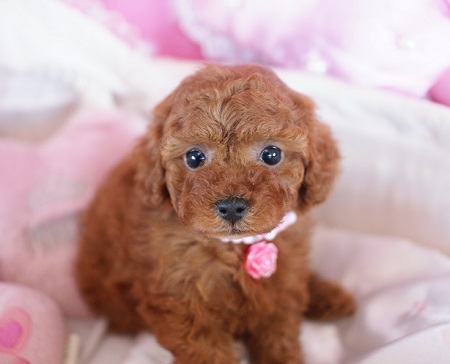 トイプードルの子犬(ID:1241511004)の2枚目の写真/更新日:2014-06-13