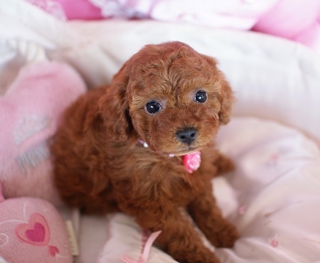 トイプードルの子犬(ID:1241511004)の3枚目の写真/更新日:2014-06-13