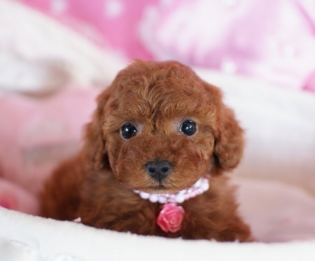 トイプードルの子犬(ID:1241511004)の4枚目の写真/更新日:2014-06-13