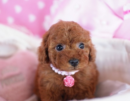 トイプードルの子犬(ID:1241511004)の5枚目の写真/更新日:2014-06-13