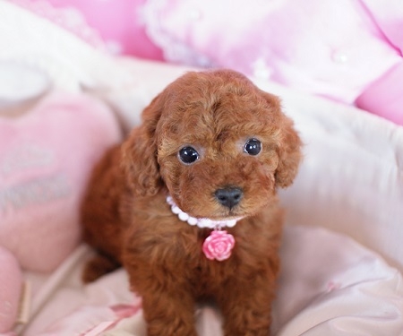 トイプードルの子犬(ID:1241511004)の6枚目の写真/更新日:2014-06-13