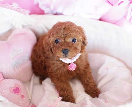 トイプードルの子犬(ID:1241511004)の7枚目の写真/更新日:2014-06-13