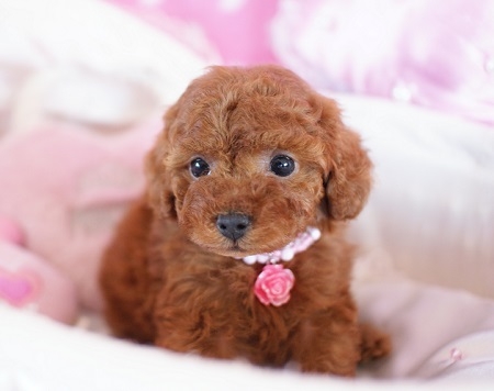 トイプードルの子犬(ID:1241511004)の8枚目の写真/更新日:2014-06-13