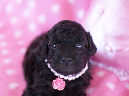 トイプードルの子犬(ID:1241511005)の1枚目の写真/更新日:2014-06-13