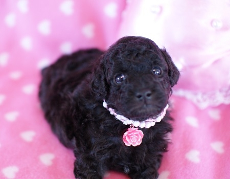 トイプードルの子犬(ID:1241511005)の2枚目の写真/更新日:2014-06-13