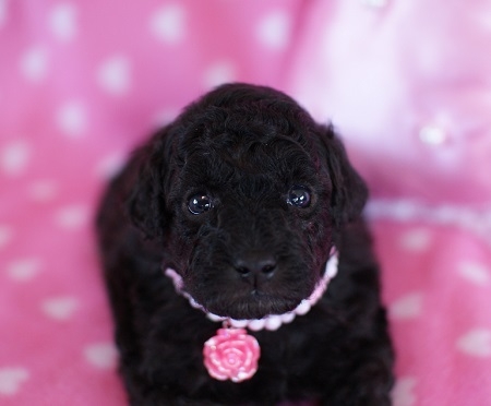 トイプードルの子犬(ID:1241511005)の3枚目の写真/更新日:2014-06-13