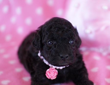 トイプードルの子犬(ID:1241511005)の4枚目の写真/更新日:2014-06-13
