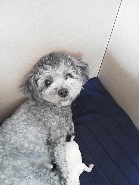 トイプードルの子犬(ID:1241511005)の5枚目の写真/更新日:2014-06-13