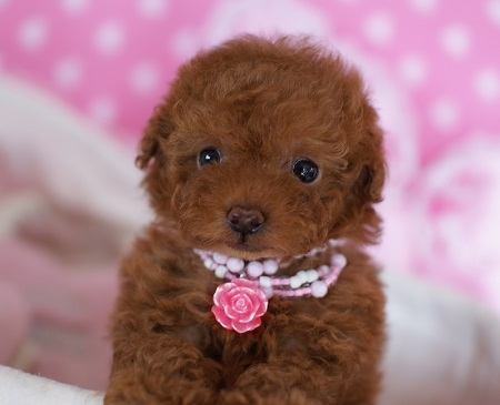 トイプードルの子犬(ID:1241511006)の1枚目の写真/更新日:2014-06-13