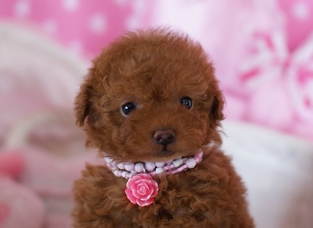 トイプードルの子犬(ID:1241511006)の2枚目の写真/更新日:2014-06-13
