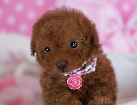 トイプードルの子犬(ID:1241511006)の3枚目の写真/更新日:2014-06-13
