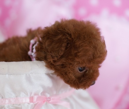 トイプードルの子犬(ID:1241511006)の4枚目の写真/更新日:2014-06-13