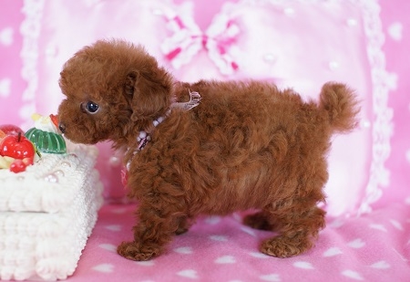 トイプードルの子犬(ID:1241511006)の5枚目の写真/更新日:2014-06-13