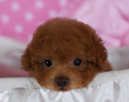 トイプードルの子犬(ID:1241511007)の1枚目の写真/更新日:2014-06-13