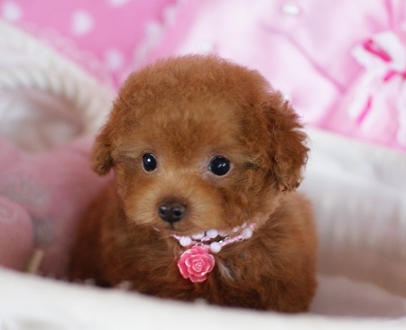 トイプードルの子犬(ID:1241511007)の2枚目の写真/更新日:2014-06-13