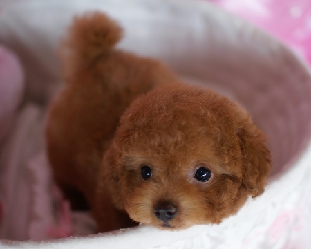 トイプードルの子犬(ID:1241511007)の3枚目の写真/更新日:2014-06-13