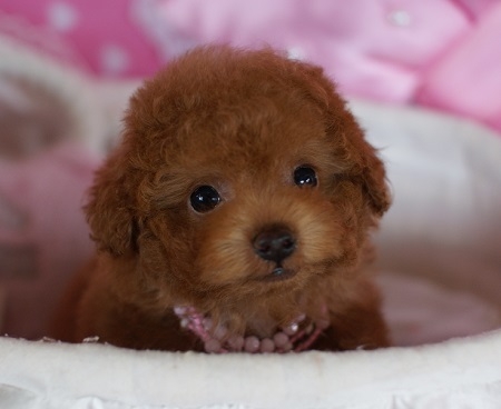 トイプードルの子犬(ID:1241511007)の4枚目の写真/更新日:2014-06-13