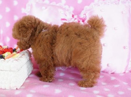 トイプードルの子犬(ID:1241511007)の5枚目の写真/更新日:2014-06-13