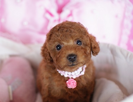 トイプードルの子犬(ID:1241511008)の1枚目の写真/更新日:2014-06-13