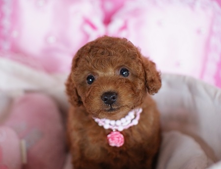 トイプードルの子犬(ID:1241511008)の2枚目の写真/更新日:2014-06-13