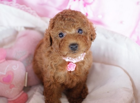 トイプードルの子犬(ID:1241511008)の4枚目の写真/更新日:2014-06-13