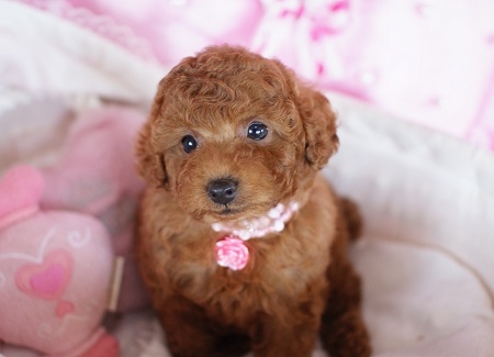 トイプードルの子犬(ID:1241511008)の5枚目の写真/更新日:2014-06-13