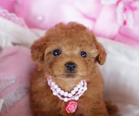 トイプードルの子犬(ID:1241511009)の1枚目の写真/更新日:2014-06-13