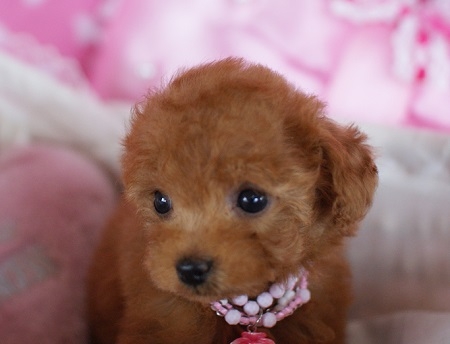 トイプードルの子犬(ID:1241511009)の2枚目の写真/更新日:2014-06-13