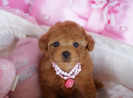 トイプードルの子犬(ID:1241511009)の3枚目の写真/更新日:2014-06-13