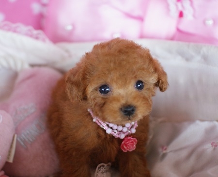 トイプードルの子犬(ID:1241511009)の4枚目の写真/更新日:2014-06-13