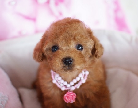 トイプードルの子犬(ID:1241511009)の5枚目の写真/更新日:2014-06-13
