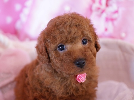 トイプードルの子犬(ID:1241511010)の1枚目の写真/更新日:2014-07-15