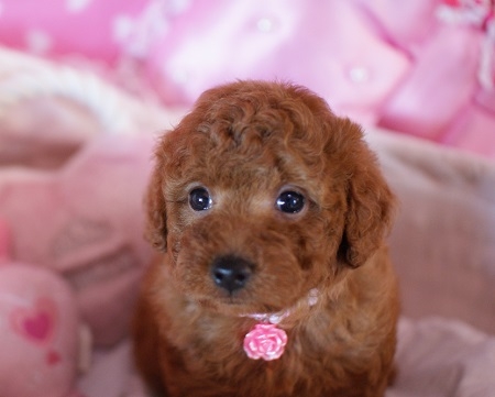 トイプードルの子犬(ID:1241511010)の2枚目の写真/更新日:2014-07-15