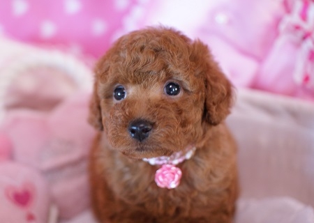 トイプードルの子犬(ID:1241511010)の3枚目の写真/更新日:2014-07-15