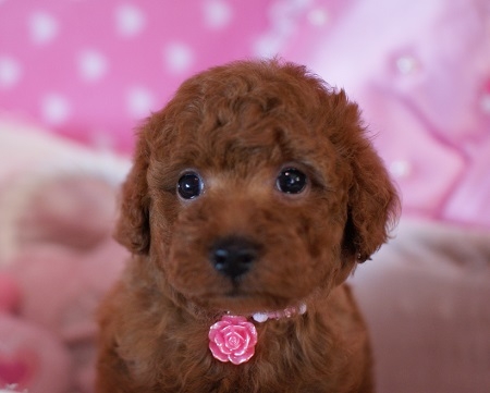 トイプードルの子犬(ID:1241511010)の4枚目の写真/更新日:2014-07-15