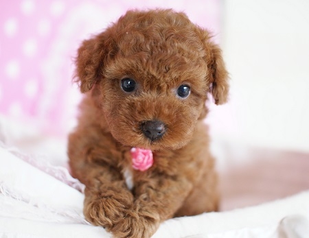 トイプードルの子犬(ID:1241511011)の1枚目の写真/更新日:2014-07-19