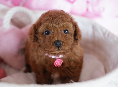 トイプードルの子犬(ID:1241511011)の2枚目の写真/更新日:2014-07-19