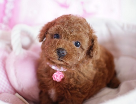 トイプードルの子犬(ID:1241511011)の3枚目の写真/更新日:2014-07-19