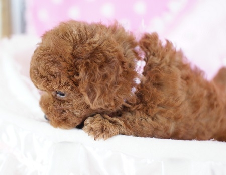 トイプードルの子犬(ID:1241511011)の4枚目の写真/更新日:2014-07-19