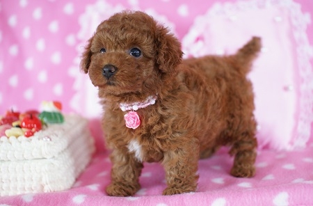 トイプードルの子犬(ID:1241511011)の5枚目の写真/更新日:2014-07-19