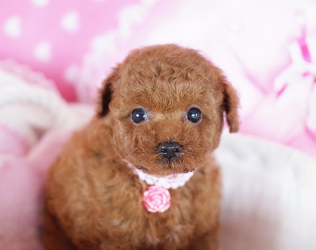 トイプードルの子犬(ID:1241511012)の1枚目の写真/更新日:2014-07-19