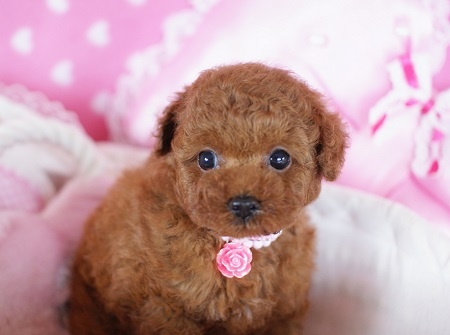 トイプードルの子犬(ID:1241511012)の2枚目の写真/更新日:2014-07-19
