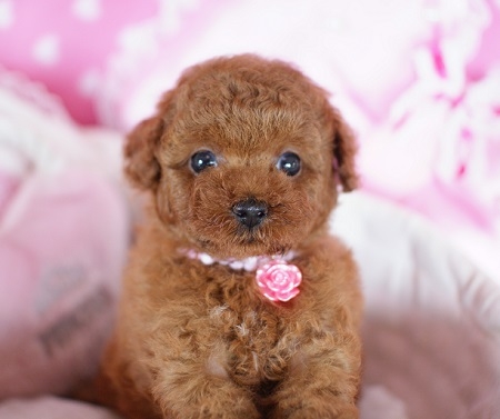 トイプードルの子犬(ID:1241511012)の3枚目の写真/更新日:2014-07-19