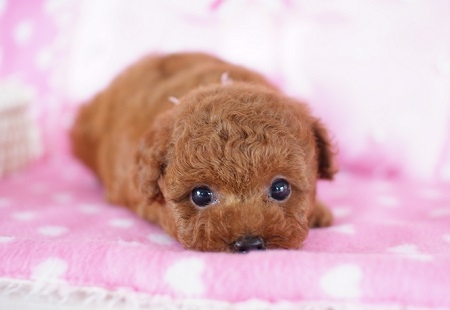 トイプードルの子犬(ID:1241511012)の5枚目の写真/更新日:2014-07-19