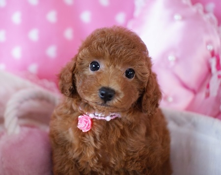 トイプードルの子犬(ID:1241511013)の1枚目の写真/更新日:2014-08-24