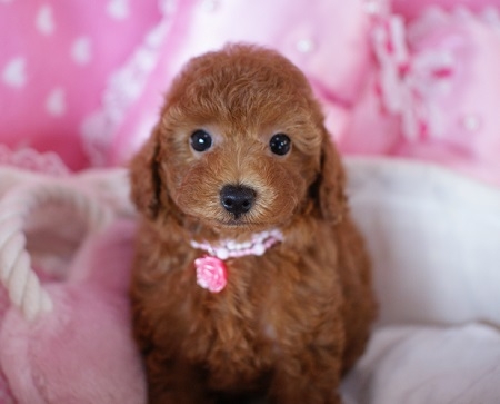 トイプードルの子犬(ID:1241511013)の2枚目の写真/更新日:2014-08-24