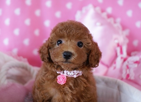 トイプードルの子犬(ID:1241511013)の3枚目の写真/更新日:2014-08-24