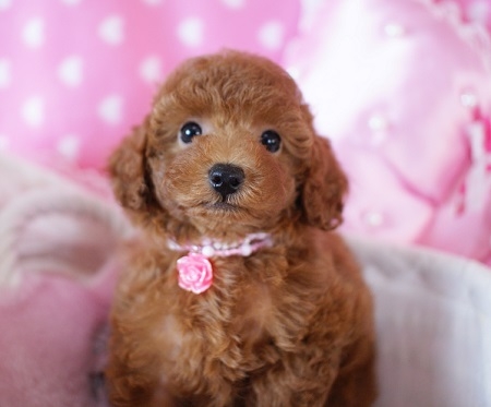 トイプードルの子犬(ID:1241511013)の4枚目の写真/更新日:2014-08-24