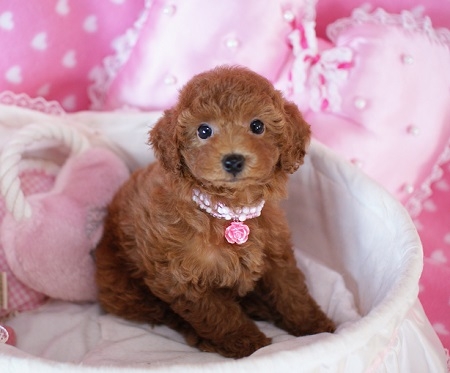 トイプードルの子犬(ID:1241511013)の5枚目の写真/更新日:2014-08-24