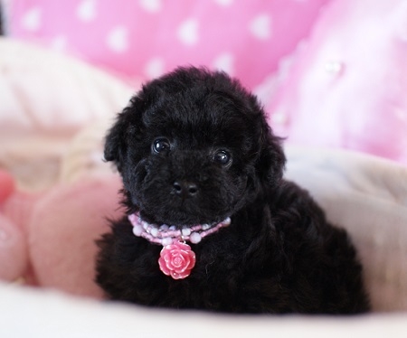 トイプードルの子犬(ID:1241511014)の1枚目の写真/更新日:2014-09-28